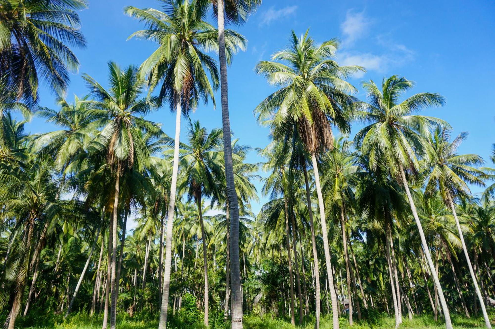 Behind The Temple Island Eco-Bungalow 15Min Walk To Hin Kong Beach Ko Pha Ngan Exterior foto